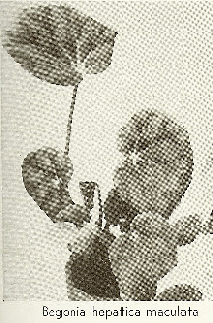 B. hepatica maculata *